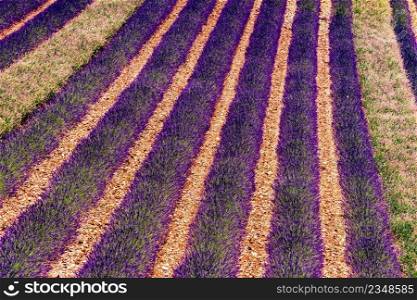 Lavender flowers blooming fields in rows. Summer landscape. Provence in France, Europe.. Lavender flowers blooming field in France