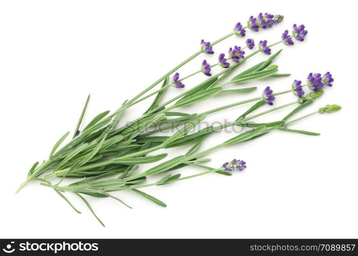 Lavender flowers bunch isolated on white background. Top view, flat lay