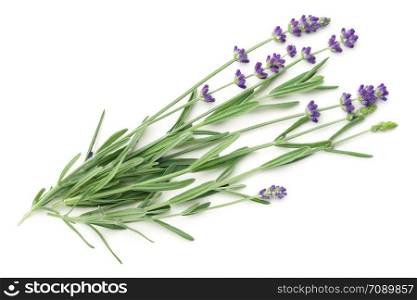 Lavender flowers bunch isolated on white background. Top view, flat lay