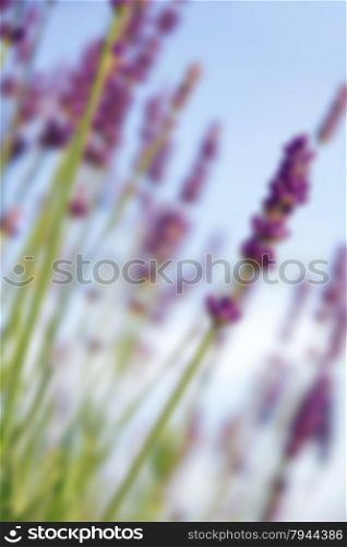 Lavender flowers can use as background. In blur style