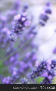 Lavender flowers can use as background. In blur style