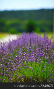 Lavender flowers close up