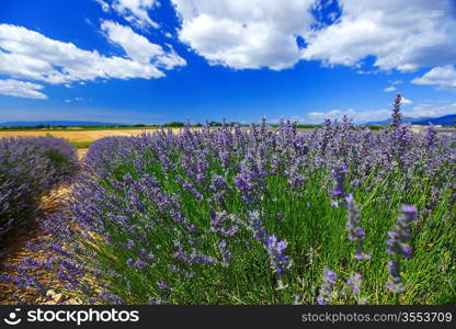 Lavender flowers close up