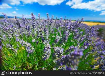 Lavender flowers close up