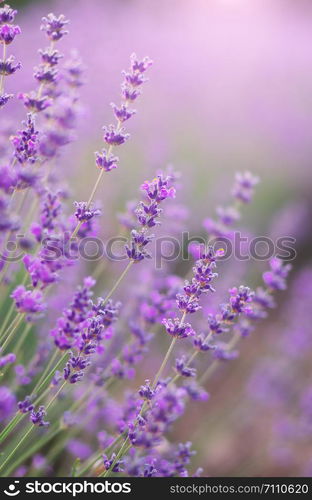 Lavender flowers closeup. Composition of nature.