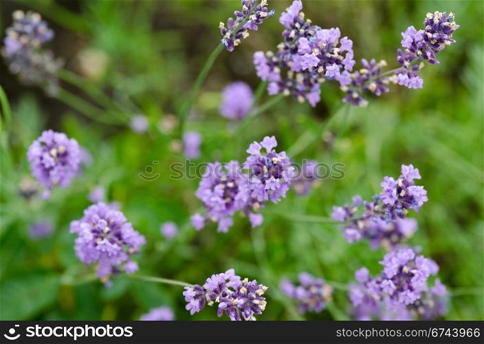 Lavender flowers. Closeup of lavender flowers, Lavandula angustifolia, in front of green background