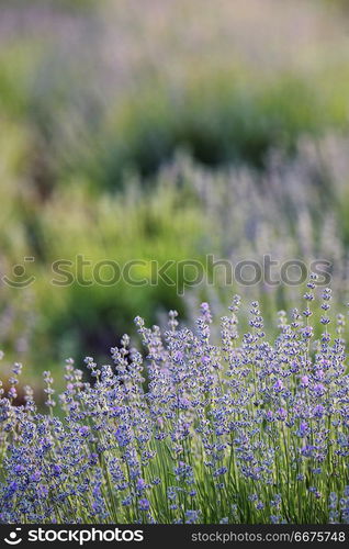 Lavender Flowers Field in summer. Lavender Flowers Field