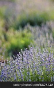 Lavender Flowers Field in summer. Lavender Flowers Field