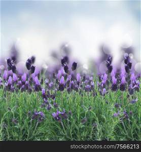 Lavender flowers field with soft blue background