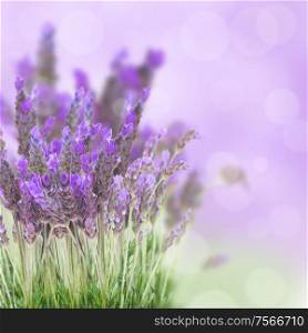 Lavender flowers field with soft purple background