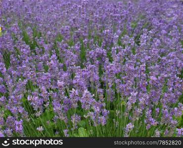 Lavender flowers. Flowers of Lavandula Angustifolia aka Lavender