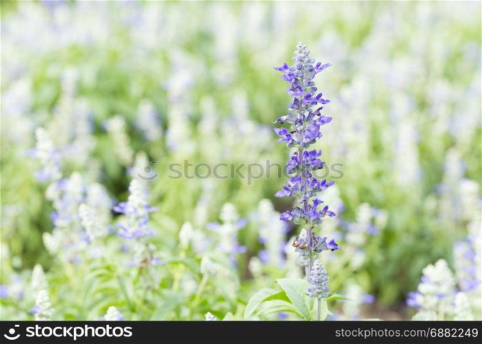 Lavender flowers in the field of flowers. Planted in a park.