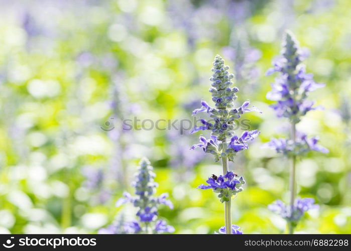 Lavender flowers in the field of flowers. Planted in a park.