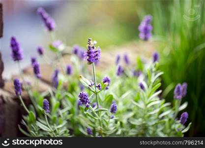 Lavender flowers in the garden, beautiful herbs. soft focus close-up. Lavender flowers in the garden, beautiful herbs. soft focus