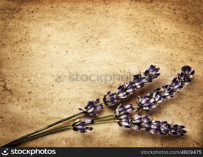 Lavender flowers isolated on brown abstract backdrop, beautiful purple floral bouquet decorates retro old paper card, violet plant border, aromatherapy and alternative medicine concept