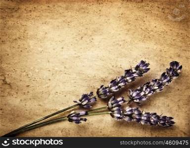 Lavender flowers isolated on brown abstract backdrop, beautiful purple floral bouquet decorates retro old paper card, violet plant border, aromatherapy and alternative medicine concept