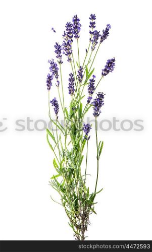 Lavender flowers isolated on white background. Floral nature object