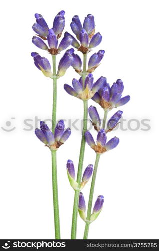 Lavender flowers isolated on white background. Macro shot