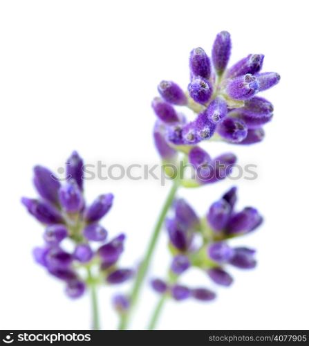Lavender flowers isolated on white background. Macro shot
