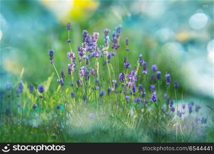 Lavender. Flowers of Lavender on green background