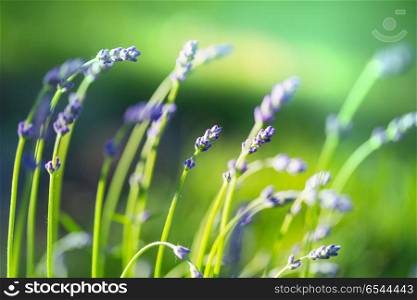 Lavender. Flowers of Lavender on green background