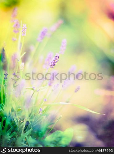Lavender flowers on blurred sunny garden or park background, floral border