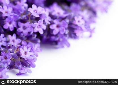 Lavender flowers on white background. Copy space. Macro shot