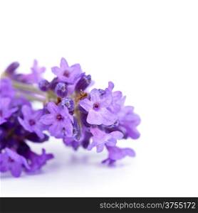 Lavender flowers on white background. Macro shot
