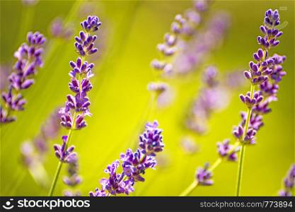lavender flowers with blurred background. lavender with blurred background