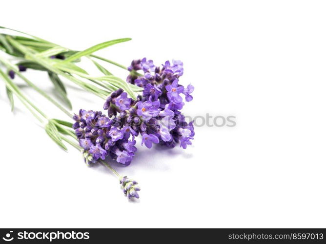 Lavender herb flower closeup isolated on white background