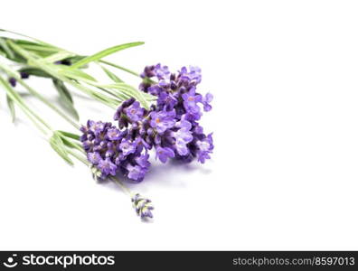 Lavender herb flower closeup isolated on white background