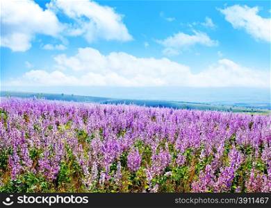 lavender in field, lavender flowers in field