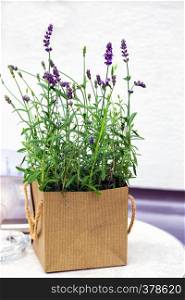 lavender in the pot on the table on a white background