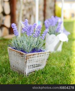 Lavender in the wooden pot placed to the grass in the garden. Home decoration.