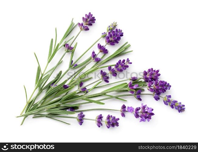 Lavender isolated on white background. Flat lay. Top view. Lavender Isolated On White Background Flat Lay