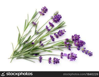 Lavender isolated on white background. Flat lay. Top view. Lavender Isolated On White Background Flat Lay