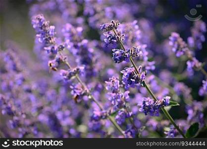 Lavender  (Lavandula). Beautiful blooming purple flower - medicinal plant. Natural colorful background. 