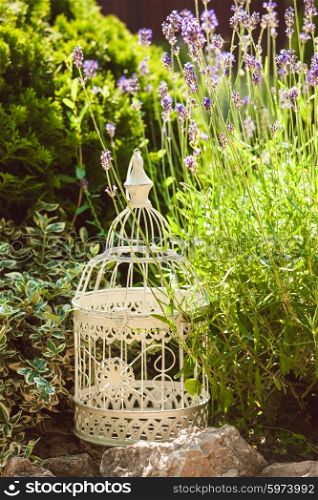 Lavender on rockery with birdcage decorations and rocks. Lavender on rockery