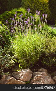 Lavender on rockery with rocks and evergreen plants