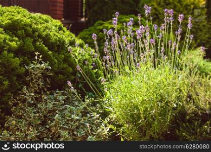 Lavender on rockery with rocks and evergreen plants