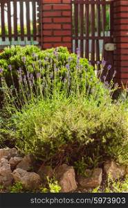 Lavender on rockery with rocks and evergreen plants. Lavender on rockery