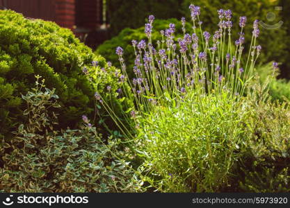 Lavender on rockery with rocks and evergreen plants. Lavender on rockery