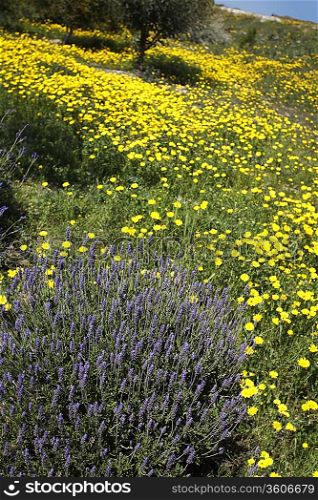 Lavender Plant in Field of Wild Yellow Daisies