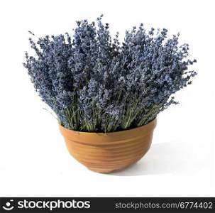Lavender plant in pottery clay terracotta pot isolated on white background