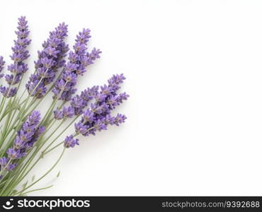 Lavender plant on white background. Generative AI.