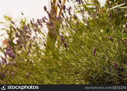 Lavender plants in a field, Cinque Terre National Park, La Spezia, Liguria, Italy