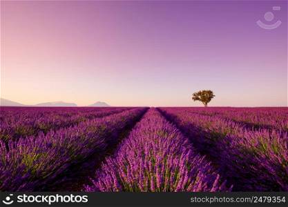 Lavender rows lines at sunset iconic Provence fields landscape