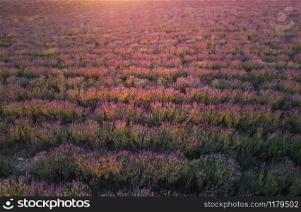 Lavender texture. Aerial composition of nature.