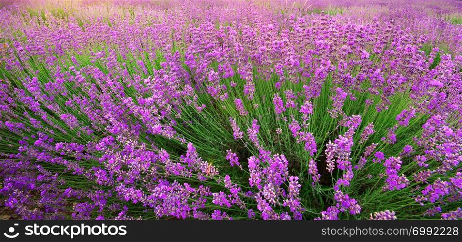 Lavender texture. Composition of nature.