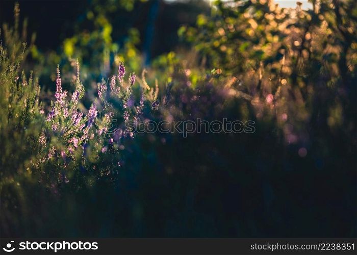 Lavender. Vibrant pink common heather (Calluna vulgaris) blossoming outdoors. Beautiful botanical photo with light in background.. Forest floor of blooming purple heather flowers, Soft sunlight, sun rays. Picturesque scenery. Nature, environmental conservation